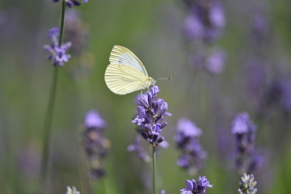 Лето. Бабочка капустница.