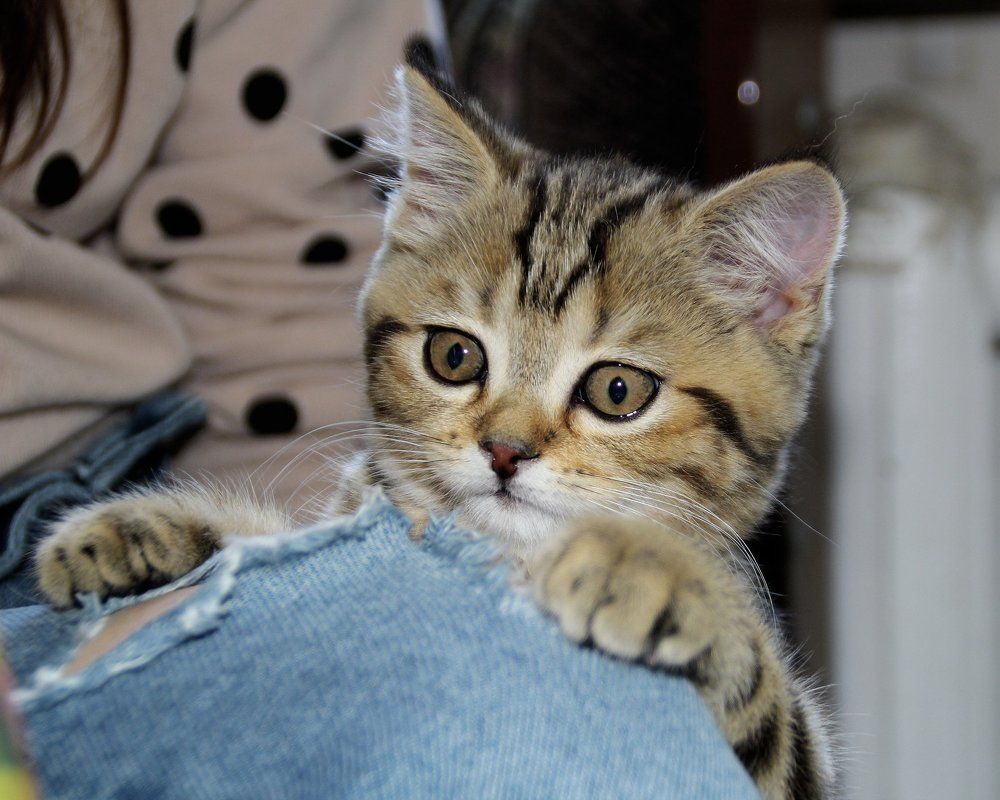 Маленькая Мэри