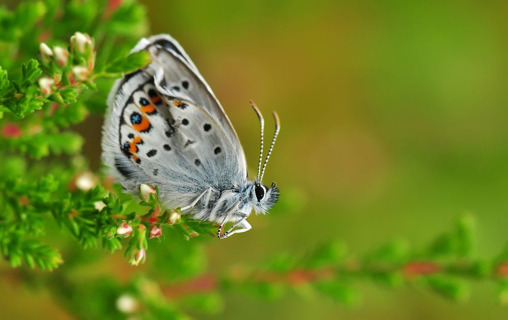 Мохнатые щёчки