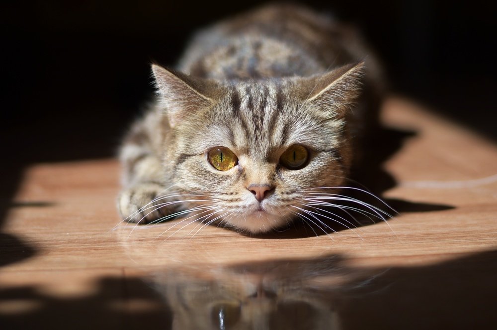 Photograph by Анастасия Койчина