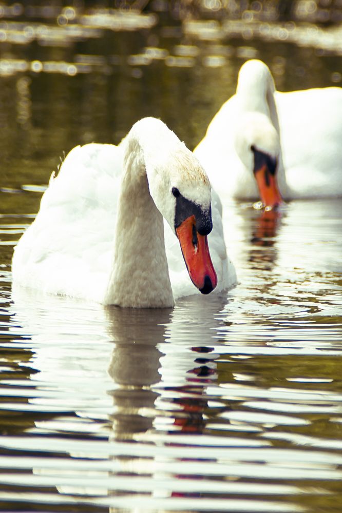 Белые лебеди