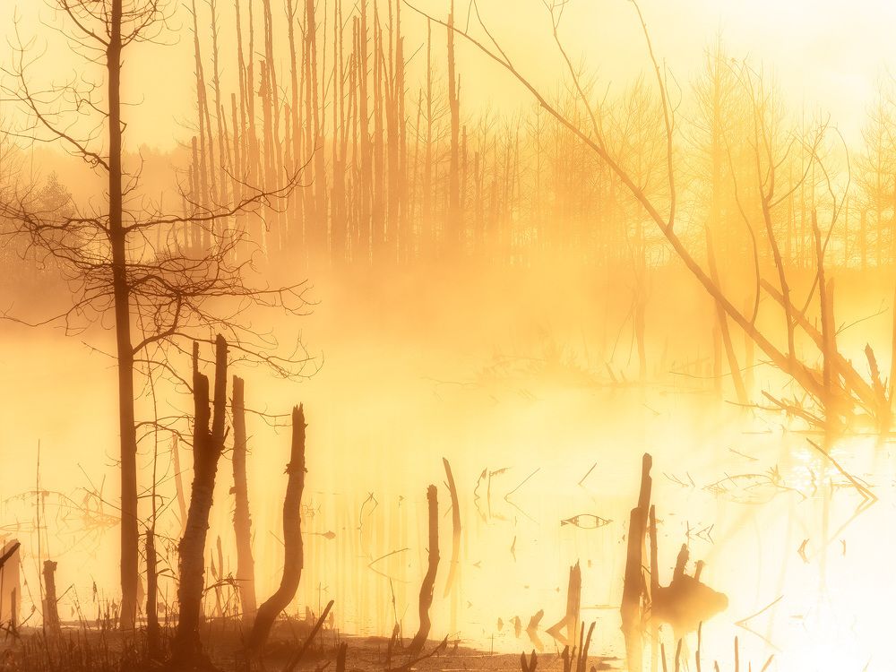 Золото рассвета