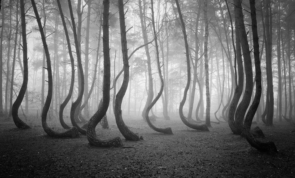 The Crooked Forest