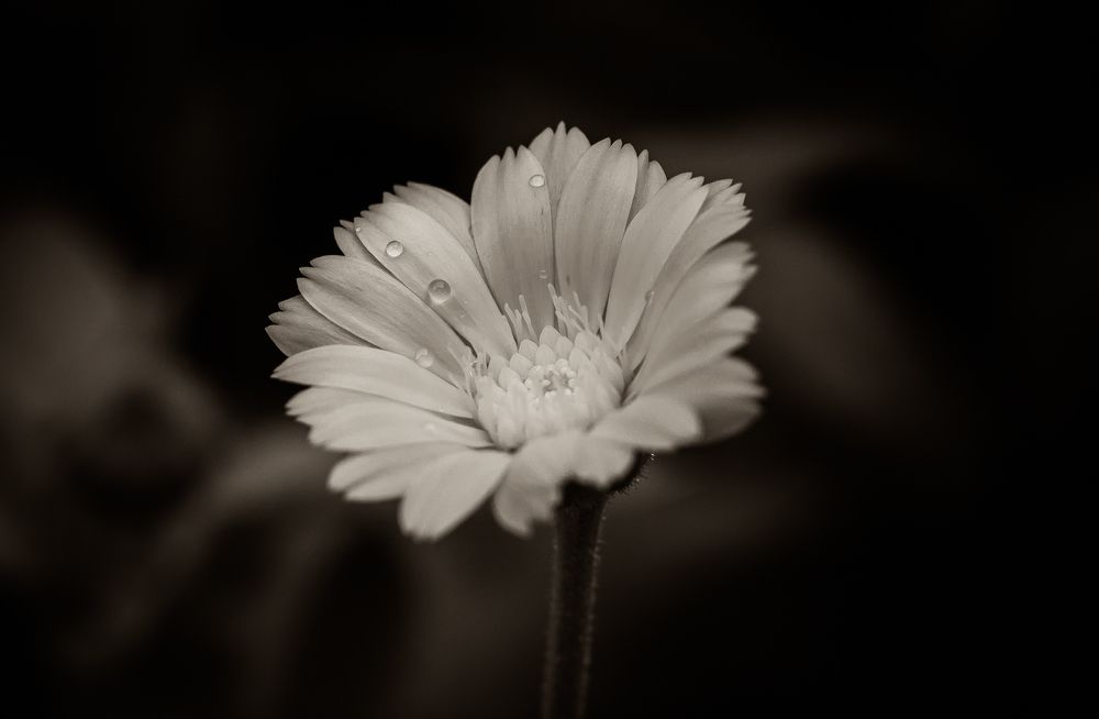 Photograph by Denis Sharkov