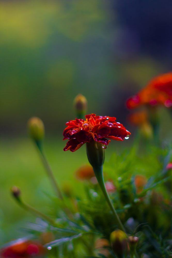 После дождя