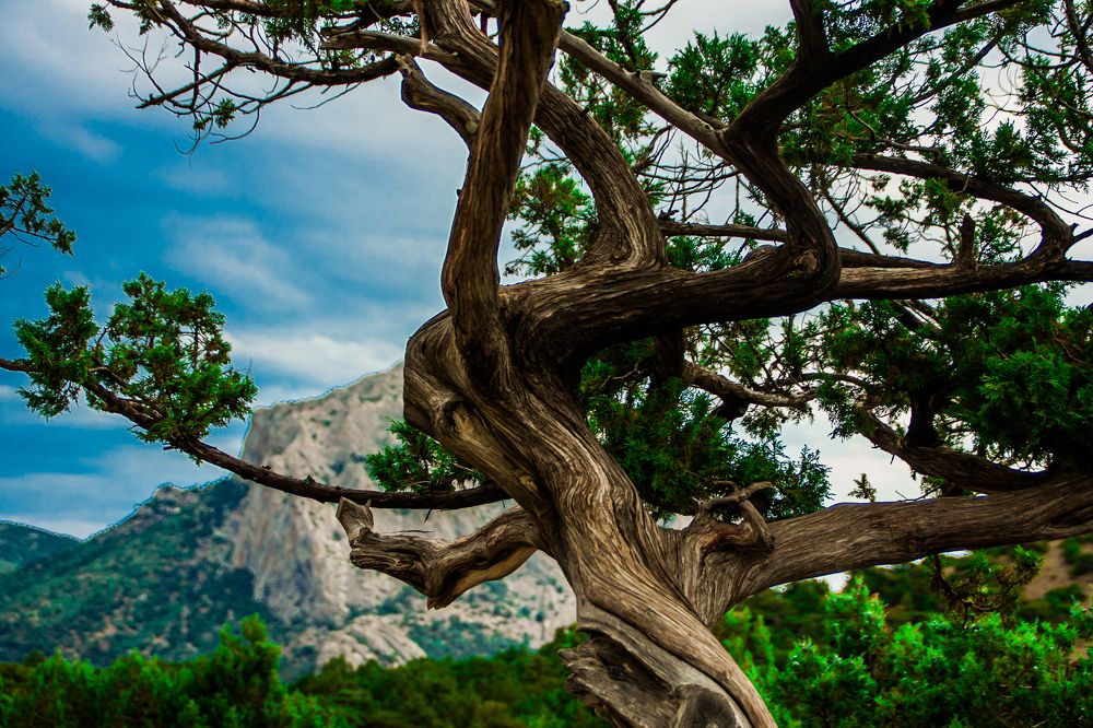 Можжевельник