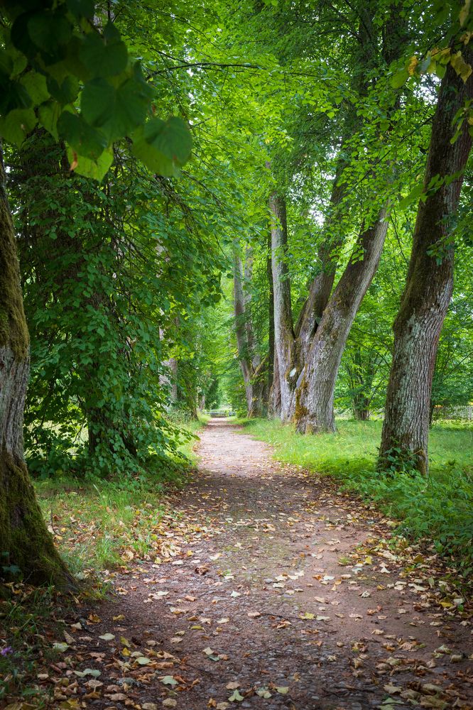 Аллея Анны Керн