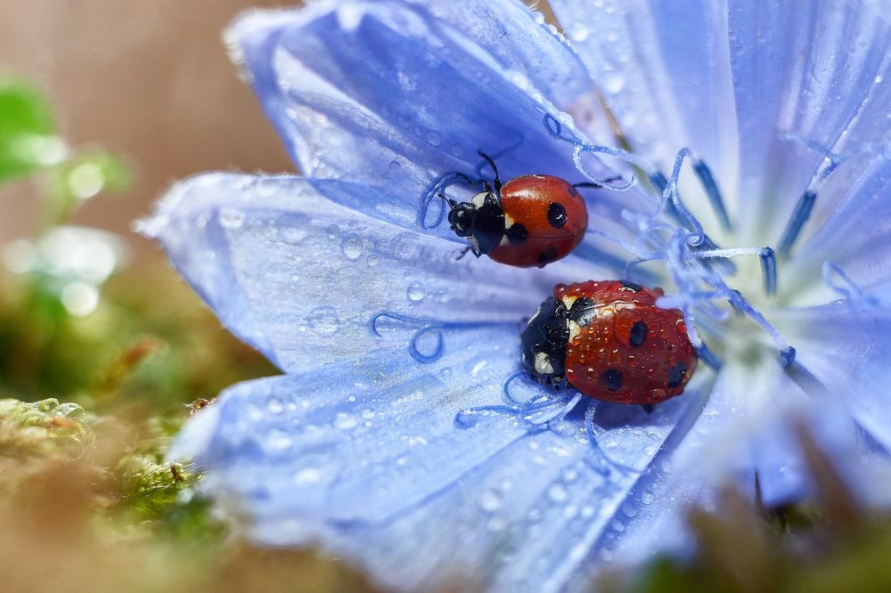 Photograph by Ольга Маковецкая