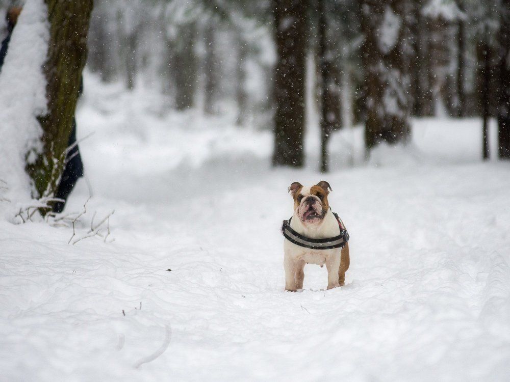 Гулять и без меня...?