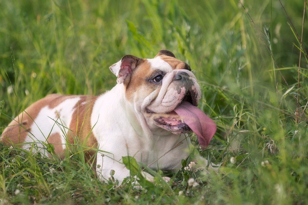 Photograph by Андрей Баскевич