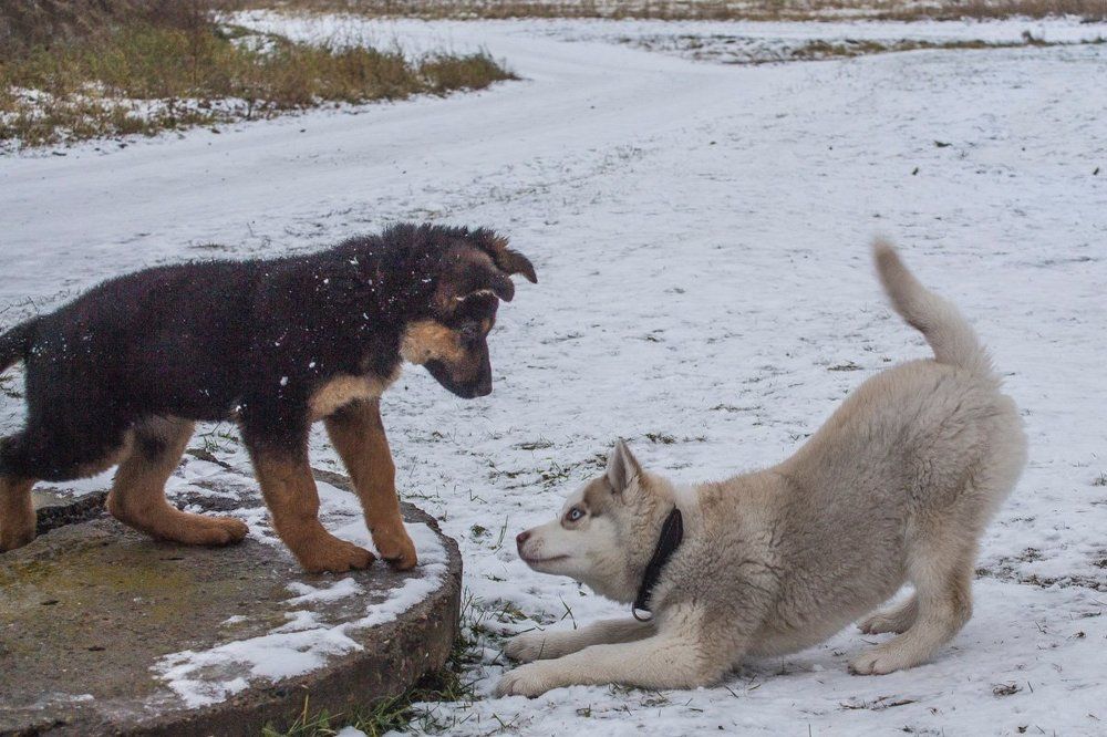 Щенячьи забавы.