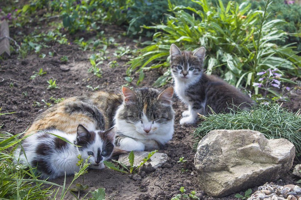 На пригреве...