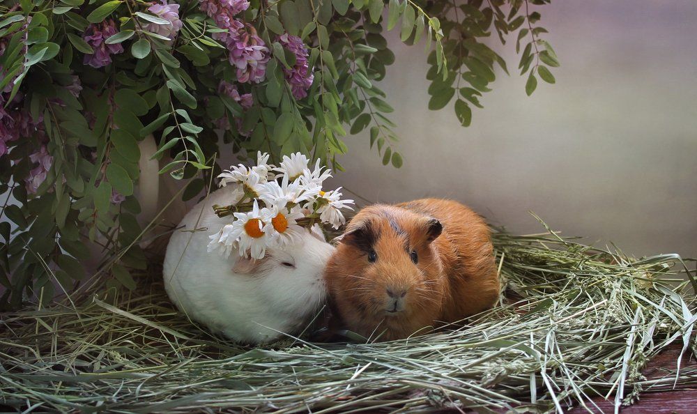 Я его поцеловала!