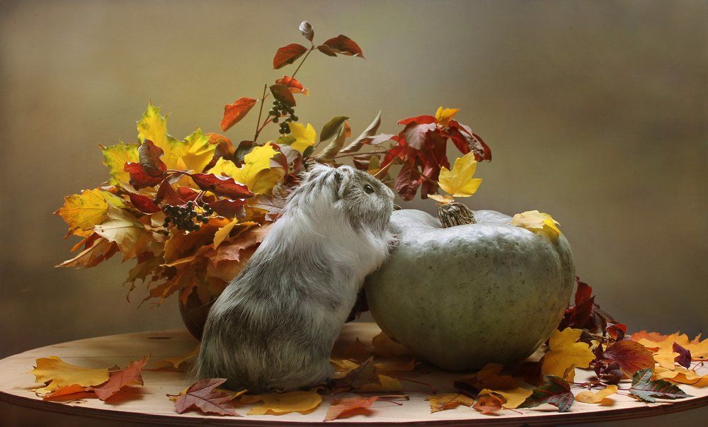 Ты такая красивая, осень!