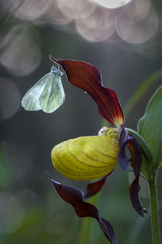 Сибирские тропики
