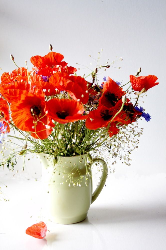 натюрморт "МАКИ"