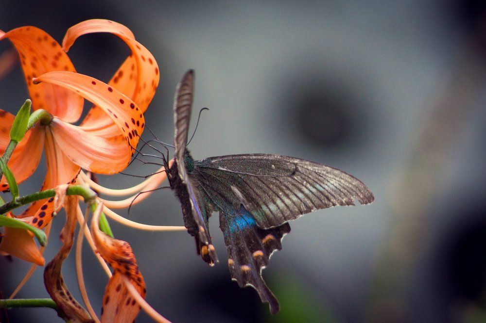 Махаон на лилии