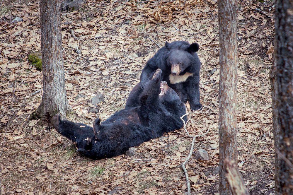 Борьба по-родственному