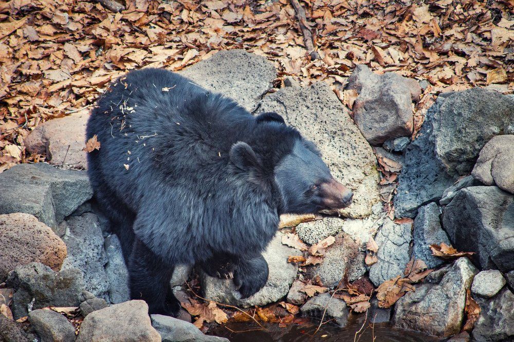 Любопытный