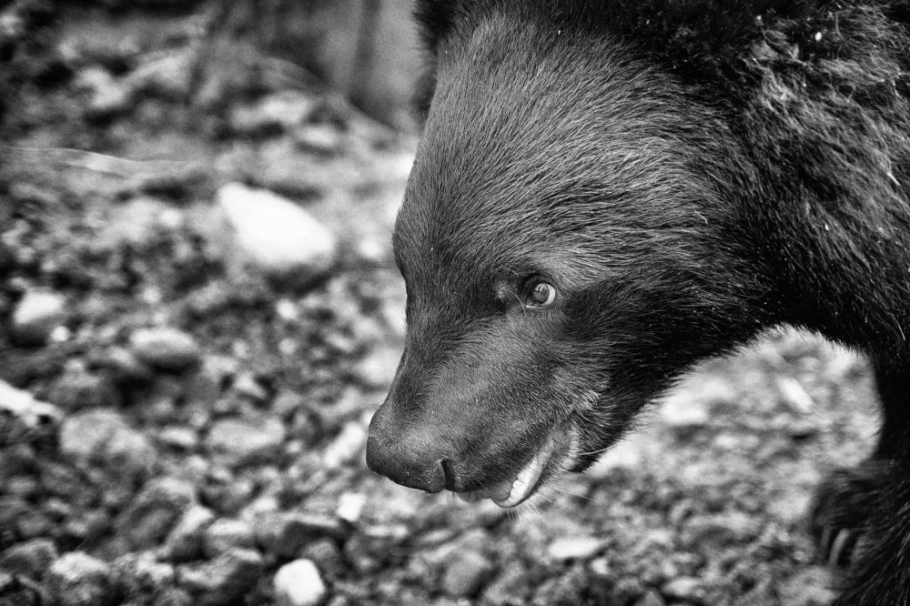 Медвежонок