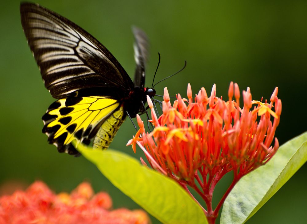 Nectar feeding station