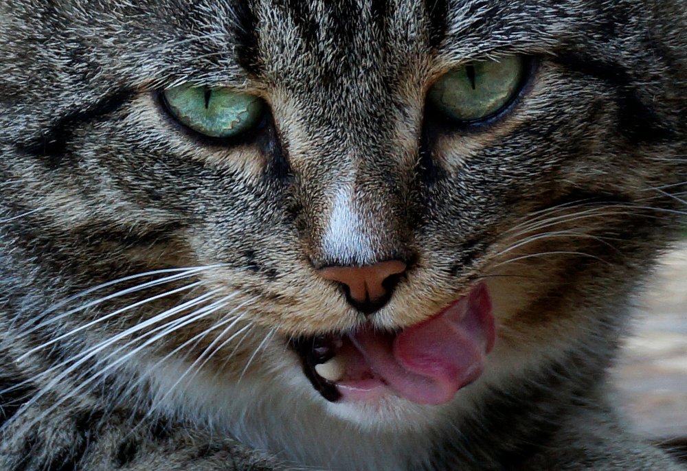 И только облизнулся...