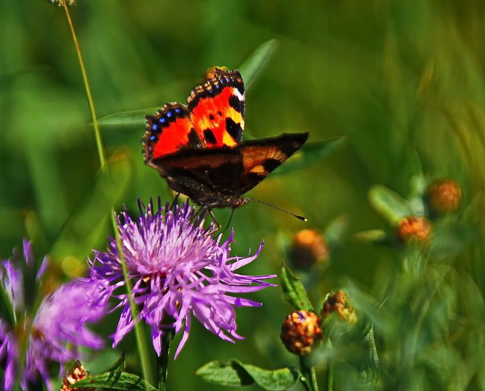 летний день..