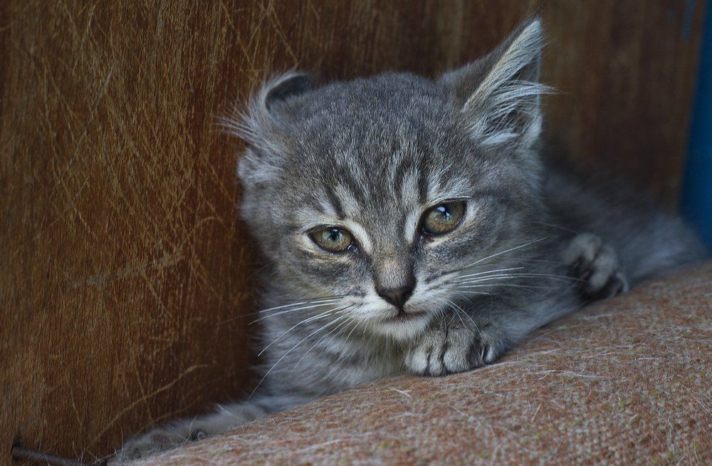 ручной хищник..