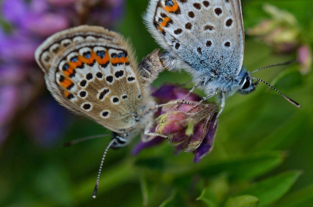 Photograph by Алексей Фомичев