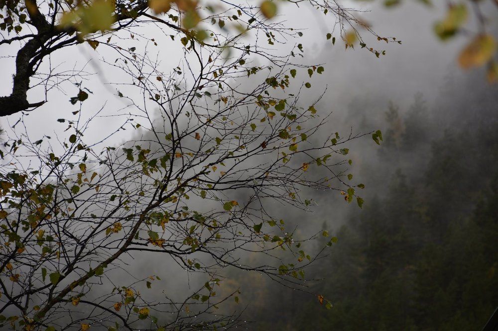 Фотография автора Елена Бракоренко