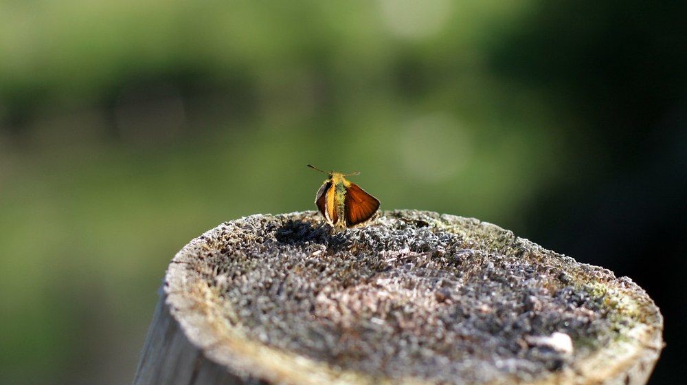 Photograph by Анастасия Эдуардовна Смирнова