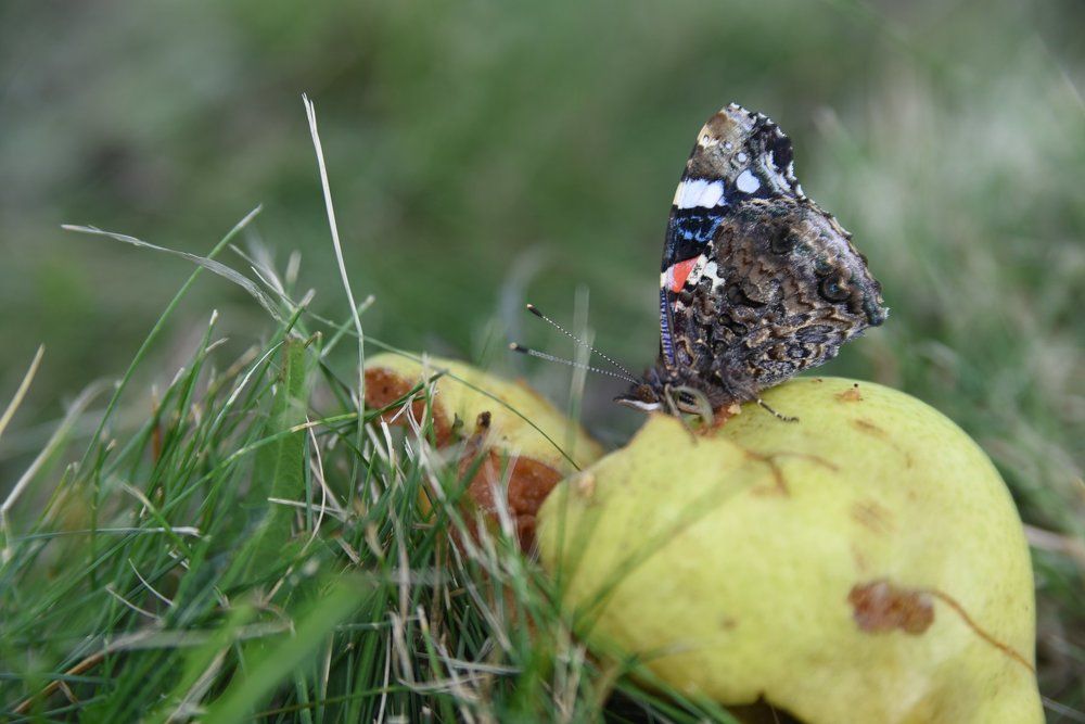 Чем питается бабочка