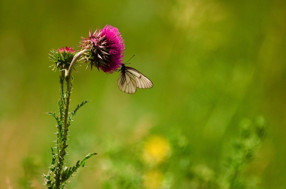 Бабочка на колючке