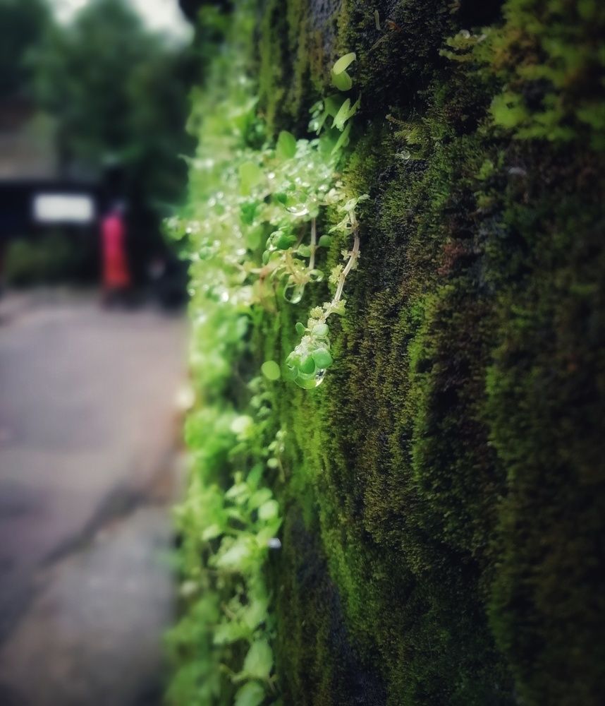 Greenish