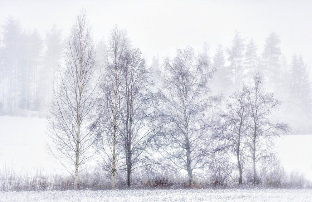 Winter Fog