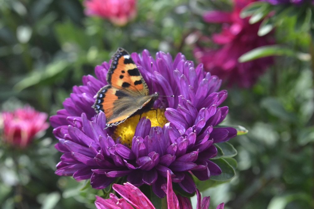 Шоколадница