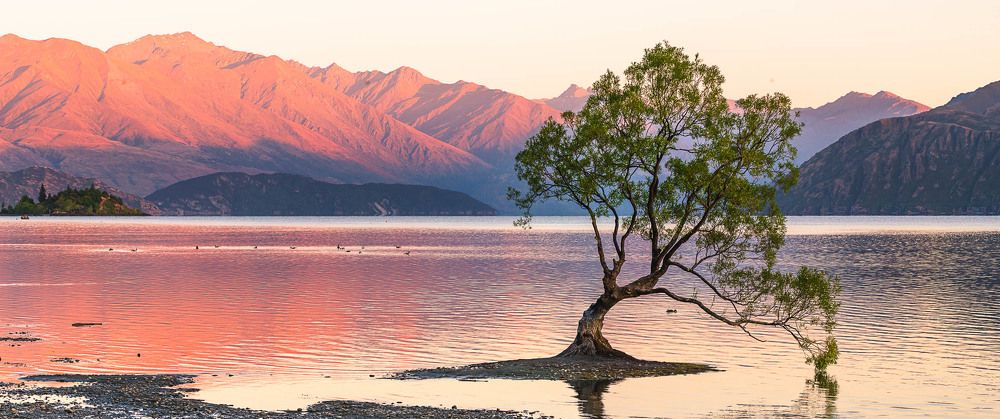 Дерево озера Ванако