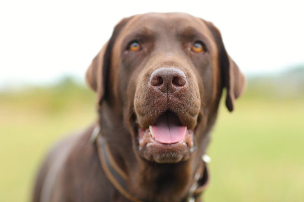 Стелла Фиделио Элегия! Сука 3,5 лет!