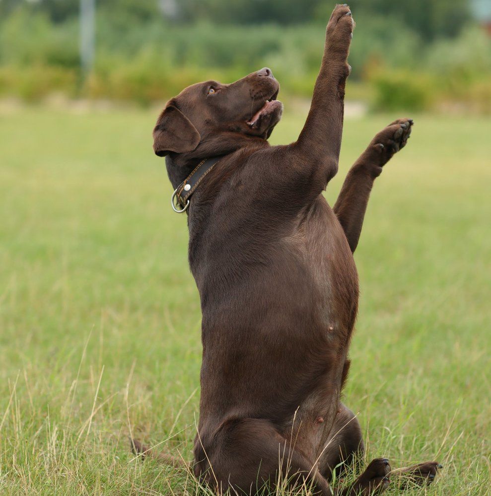 Стелла Фиделио Элегия! Сука 3,5 лет!