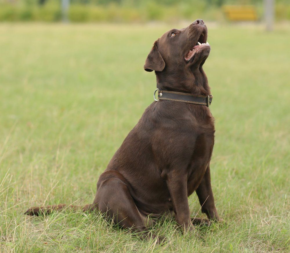 Стелла Фиделио Элегия! Сука 3,5 лет!