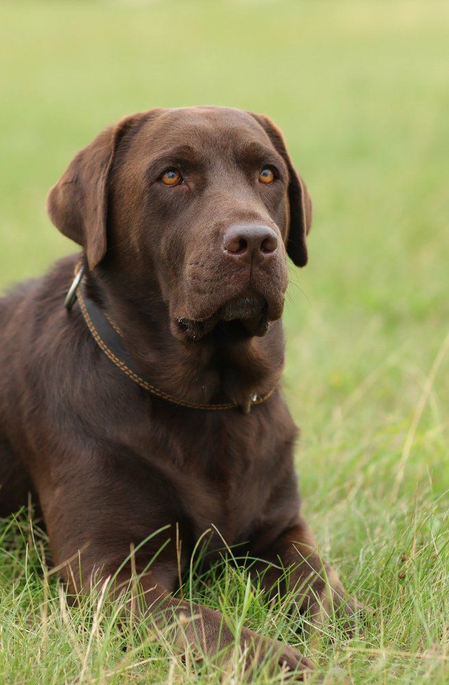 Стелла Фиделио Элегия! Сука 3,5 лет!