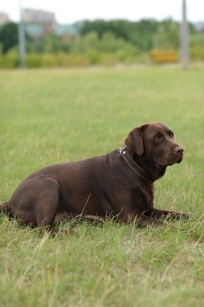 Стелла Фиделио Элегия! Сука 3,5 лет!