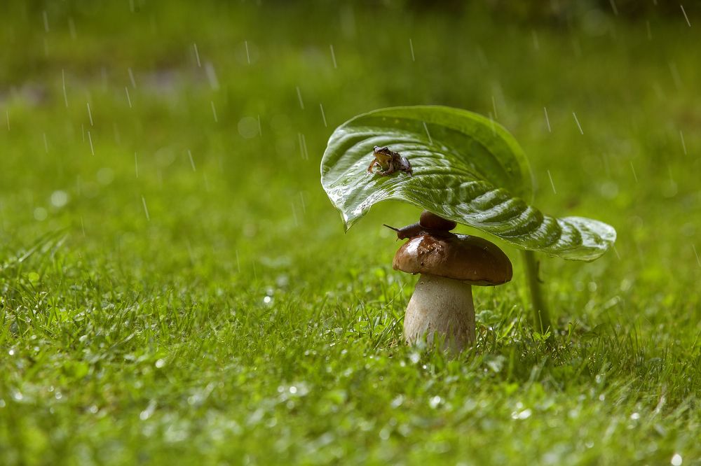 Про Гришу и Глашу
