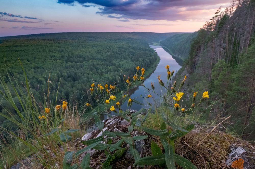 Цветы на вершине Великана