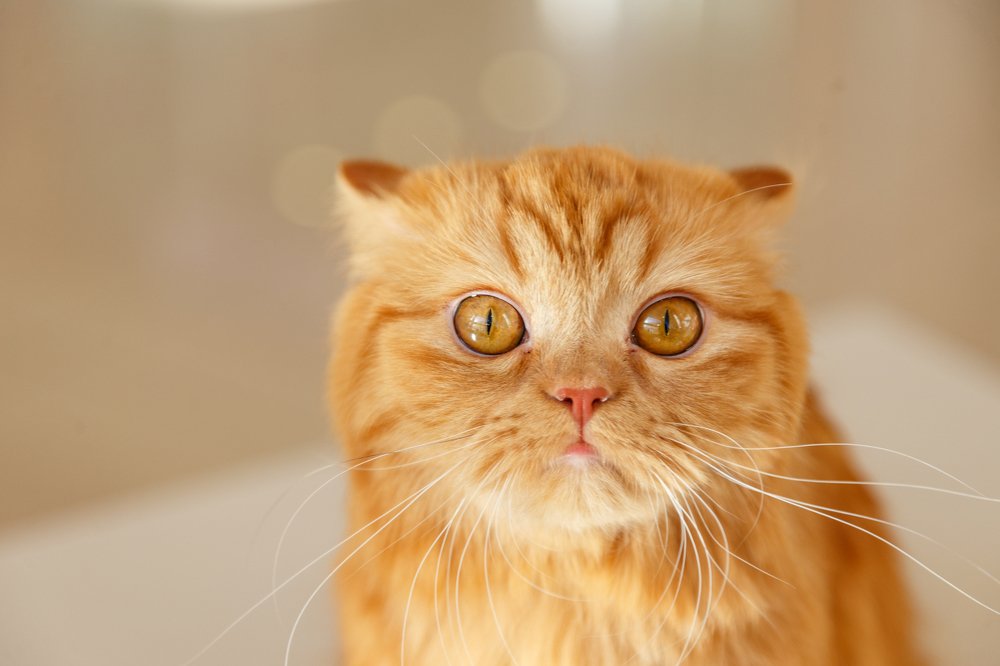 Фотография автора Ксения Лепина