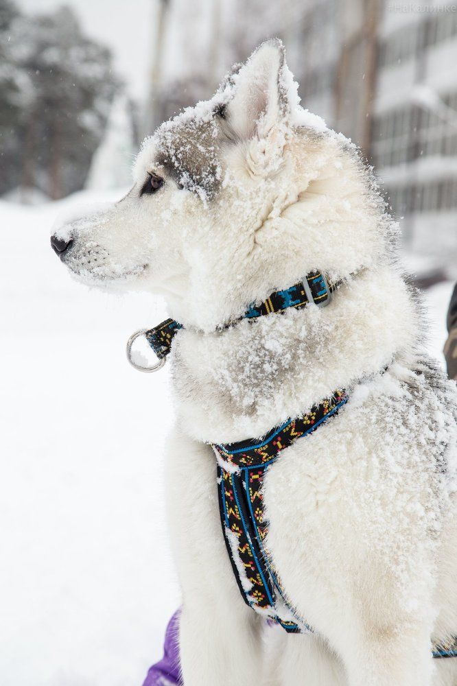 Фотография автора Ксения Лепина