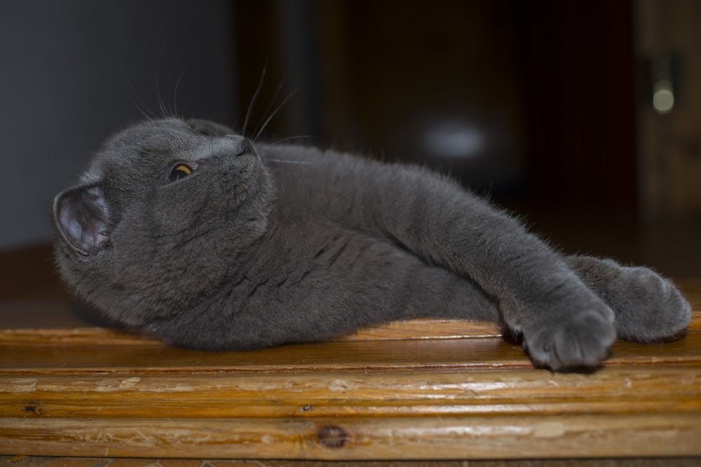 Красуюсь своим величием