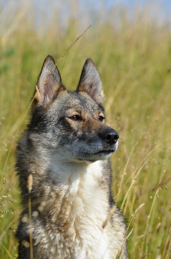 лучший друг