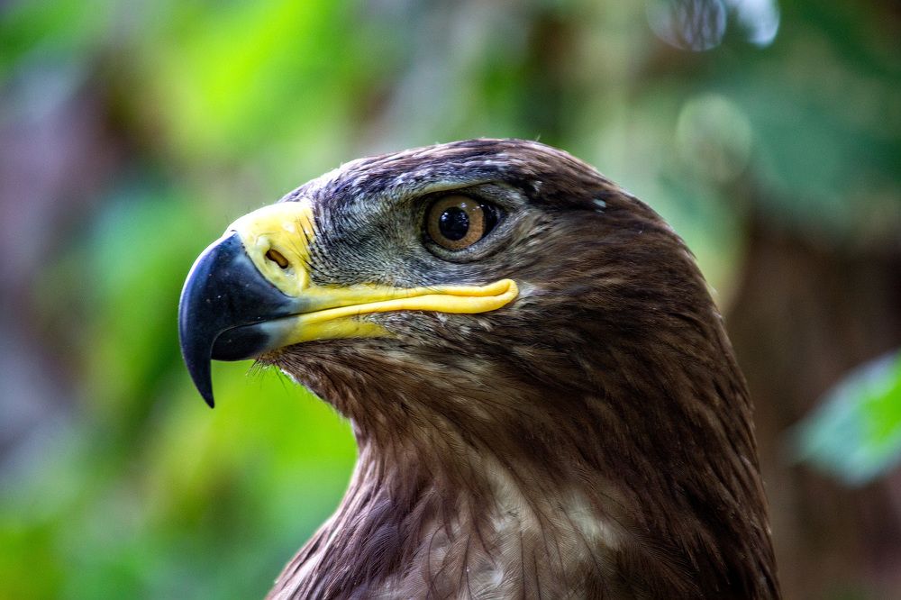 А взгляд - как у орла! Eagle's eye