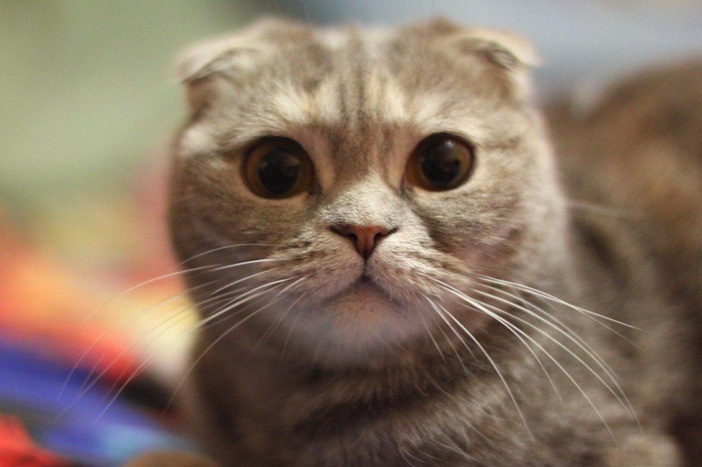 Недоумение